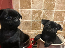 Stunning Litter of Griffon X Pug puppies