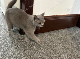British short hair female cat