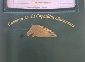 Full registered class 1 conemmara mare