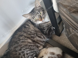 Mother and kitten