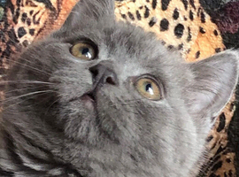 Blue BSH British shorthair kittens