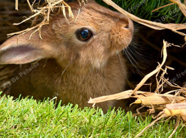 1 x BUCK/MALE BUNNY LEFT FOR SALE READY NOW!