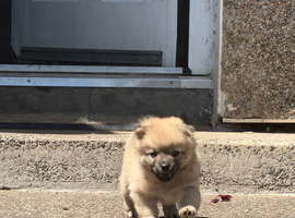 Papillon x Pomeranian Puppies for Sale