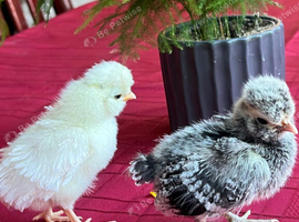Pika & Bob Baby Chicks