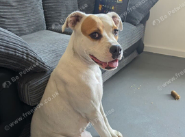 American bulldog X