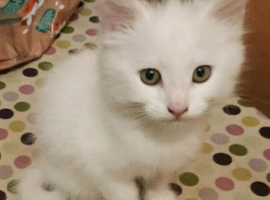 White Turkish x Tabby