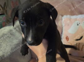 Germanshepard x staffy puppies (Ready)