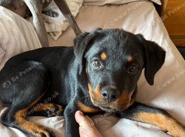 Rotty pup