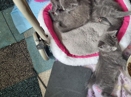 Kittens For sale