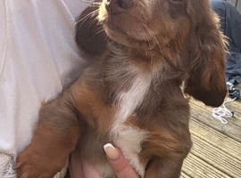 Male Long hair mini daxie puppy