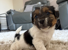 Sealyham terrier x jackrussel