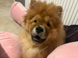 Beautiful and well trained female chow chow- 9 month old