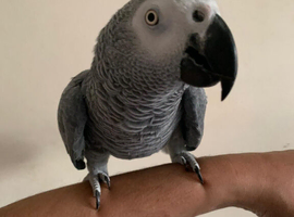 Tame and talkative African grey