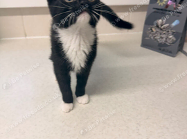 Kitten