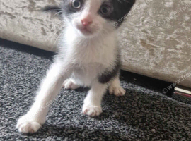 Kitten