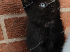 British Shorthair cross kittens
