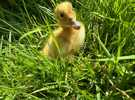 Runner duck ducklings