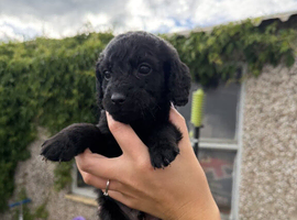 Stunning Cockapoo Puppies for sale.