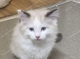 Bicolour ragdoll kittens