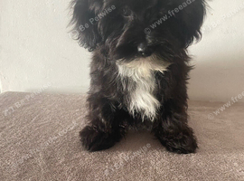 Beautiful shorkiepoo pups