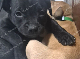 Staffordshire bull terrier pups
