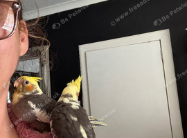 Baby cocktail
