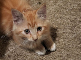 6 kittens