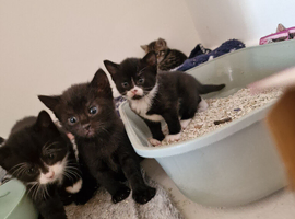 Kittens ready 26th June