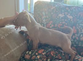 Beautiful jack Russel x patterdale for sale