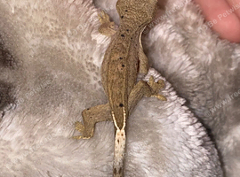 One cute crested gecko for sale