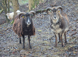 Soay sheep wethers