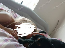 8 month old doberman