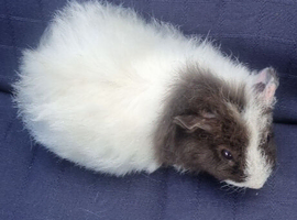 Female baby guinea pigs