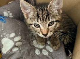 The last tabby girl looking for her forever home