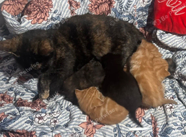 4 beautiful kittens