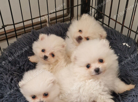 Tiny Pomeranian puppies teddy bear face. White girls and boys