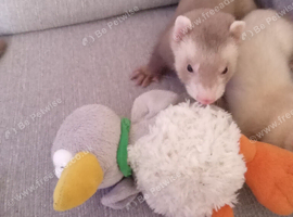 6 Baby ferrets