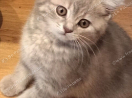 Kittens ready for their new home