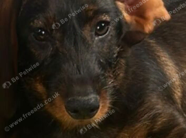 1 male teckel puppy for sale