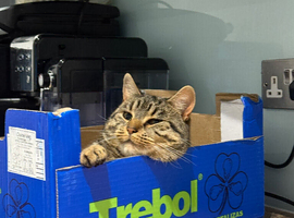Tabby boy , London