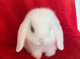 Beautiful Pure Bred Mini Lop Rabbit