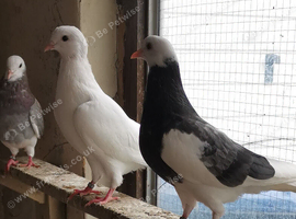 Roller pigeon for sale
