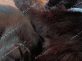 Kittens looking for their forever homes.