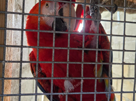 Pair scarlett macaws