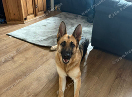 Beautiful litter of GSD puppies for sale
