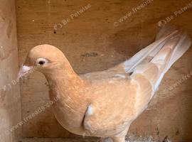 Recessive Yellow racing racer pigeon bred 2026