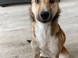 Border Collie cross