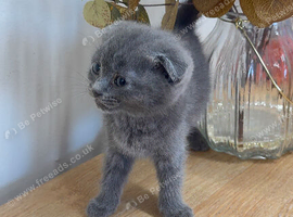 Kitten 8 weeks