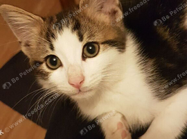 11 ‑week‑old male kitten &mdash; ready now &mdash; litter trained .