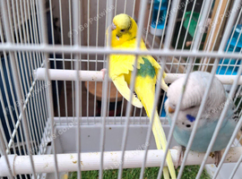 2 pairs of adult budgies